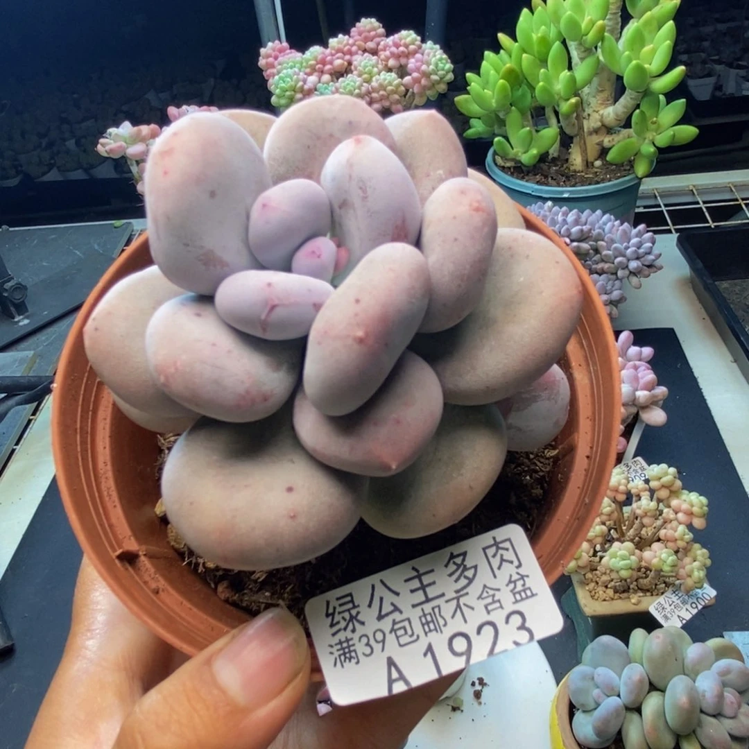 923大叶奶多肉8c m