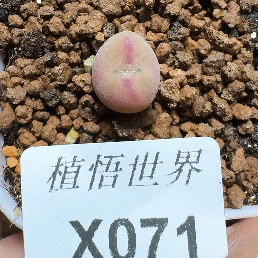 071盒多肉植物哇f g
