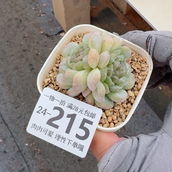 白恋多肉无盆土发货无盆土发货无