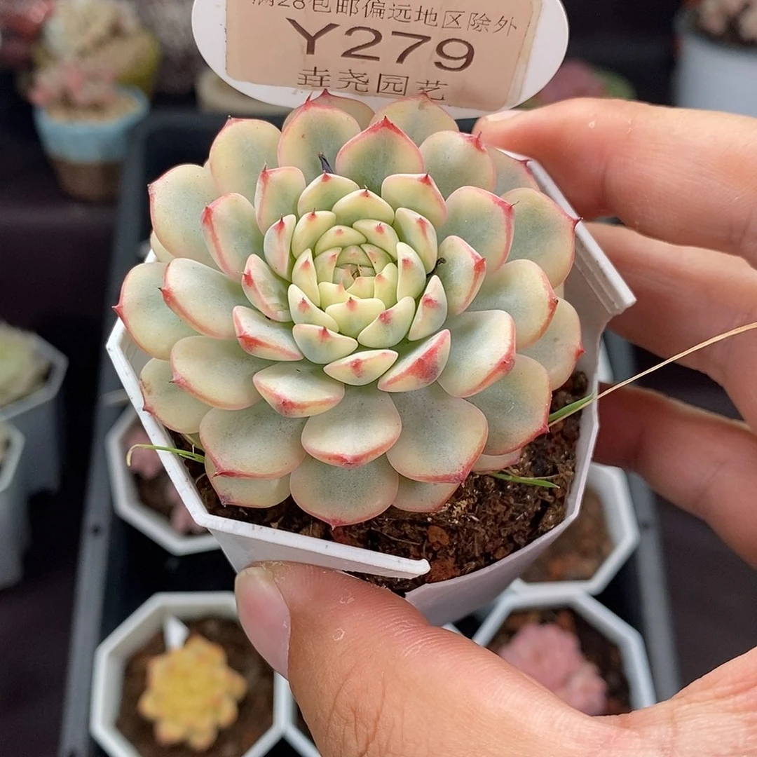 0279 蓝姬莲锦 5.5cm