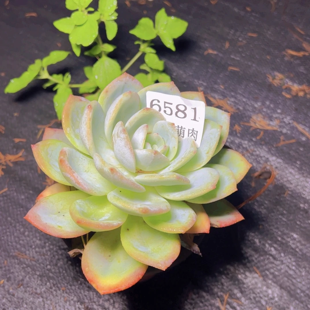 书***然小凤城6581多肉植物