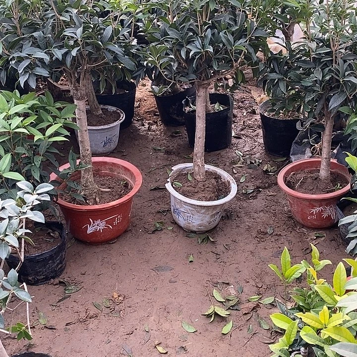 完全开放两颗桂花