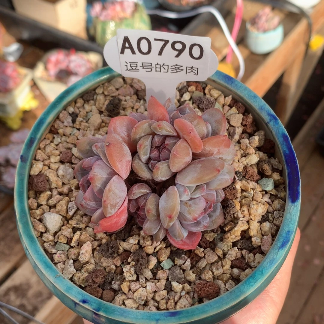 A0790 星影群 红心 有砍 7cm