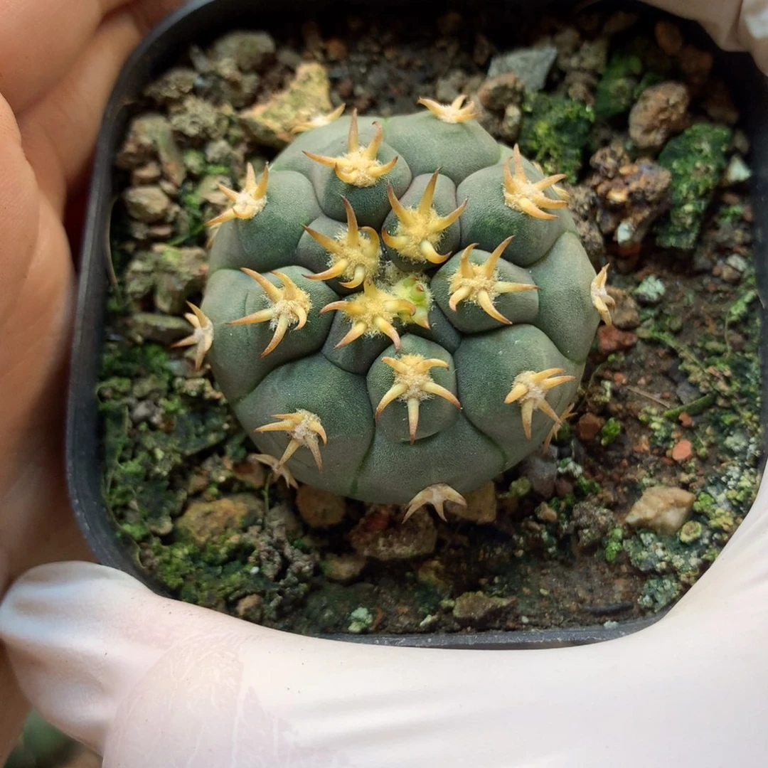 实生   猫爪  3.8公分起发