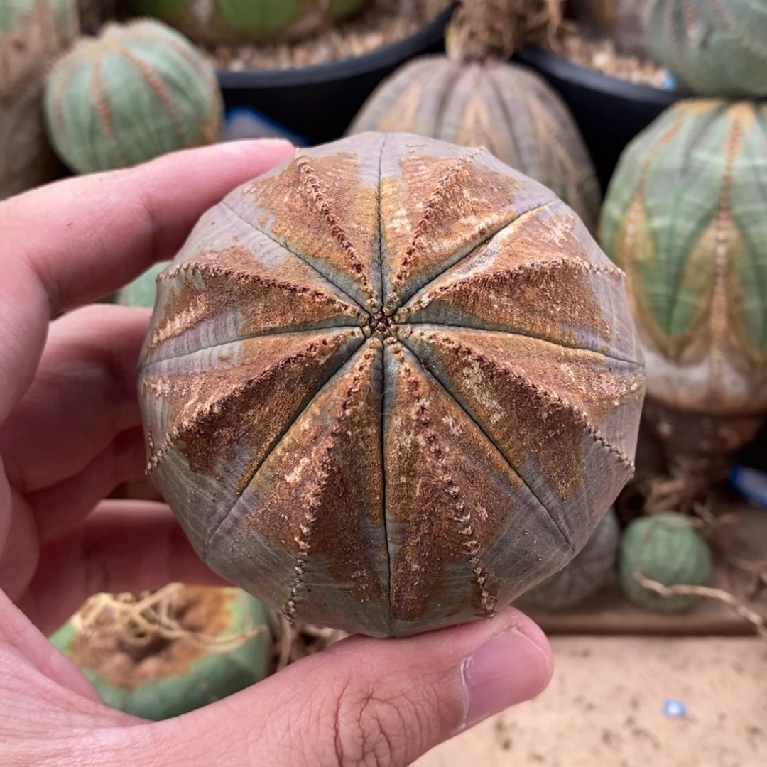 1欧系实生布纹球多肉植物