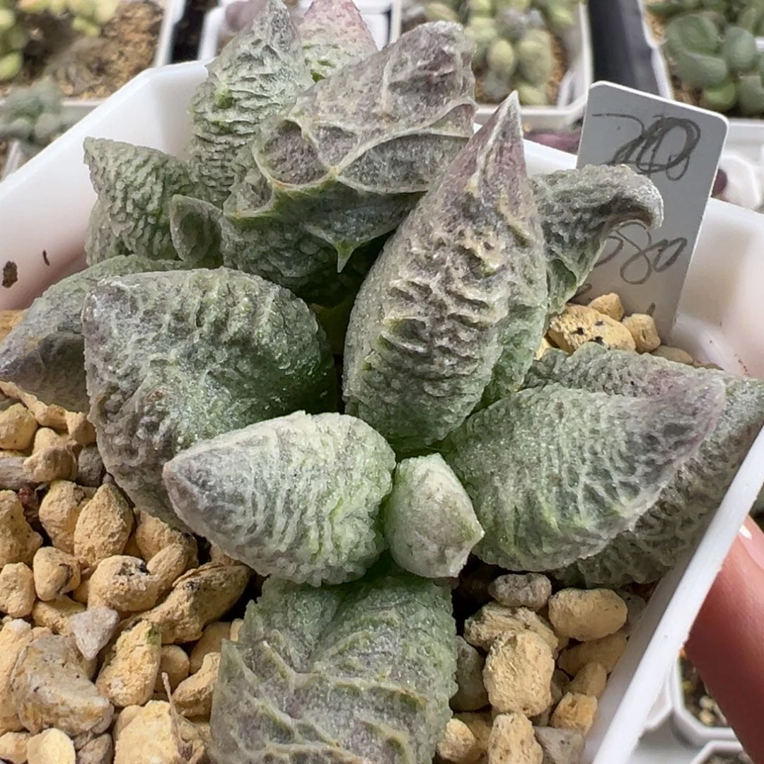 倒刺融化纹冰激凌多头纯木质桩多肉植物