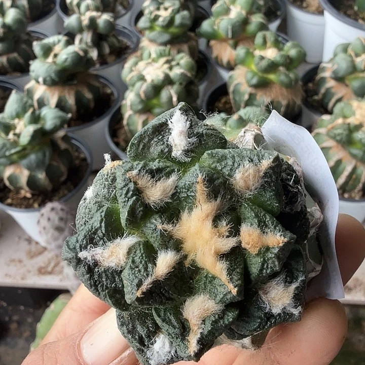 无花朵202龟甲龙角牡丹