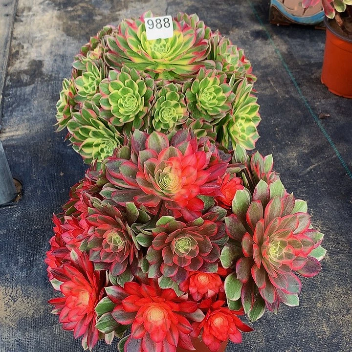 花****法师海仙，黑魔锦988000000