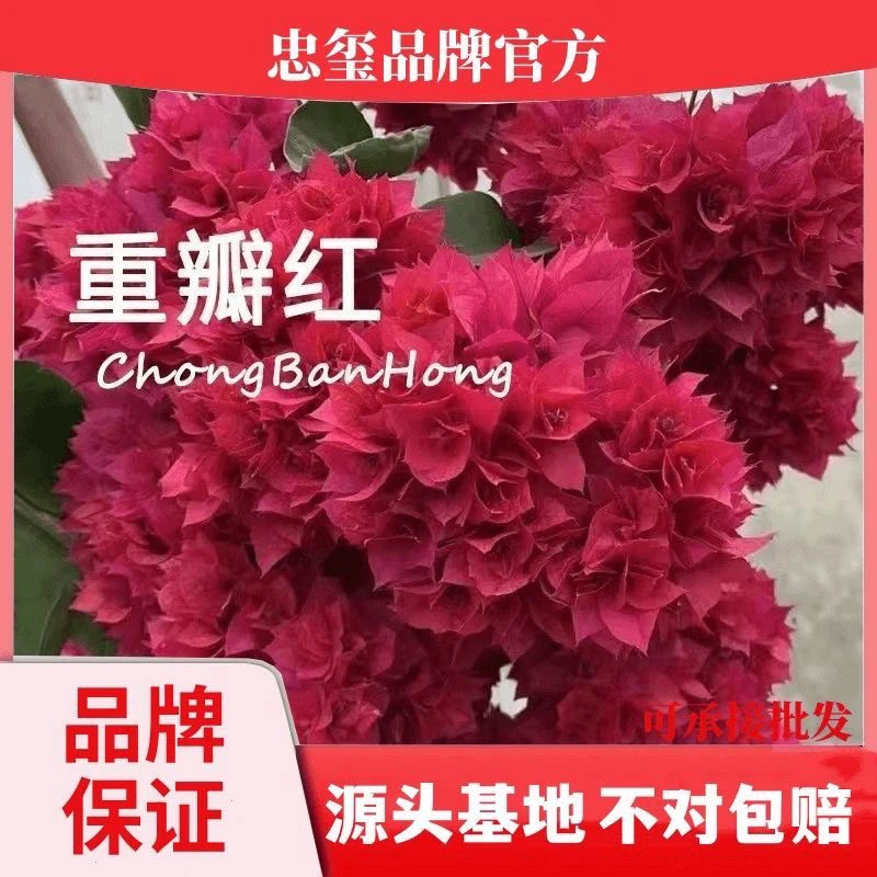 重瓣红 6年带花苞精品发货  三角梅品牌精品 四季开花
