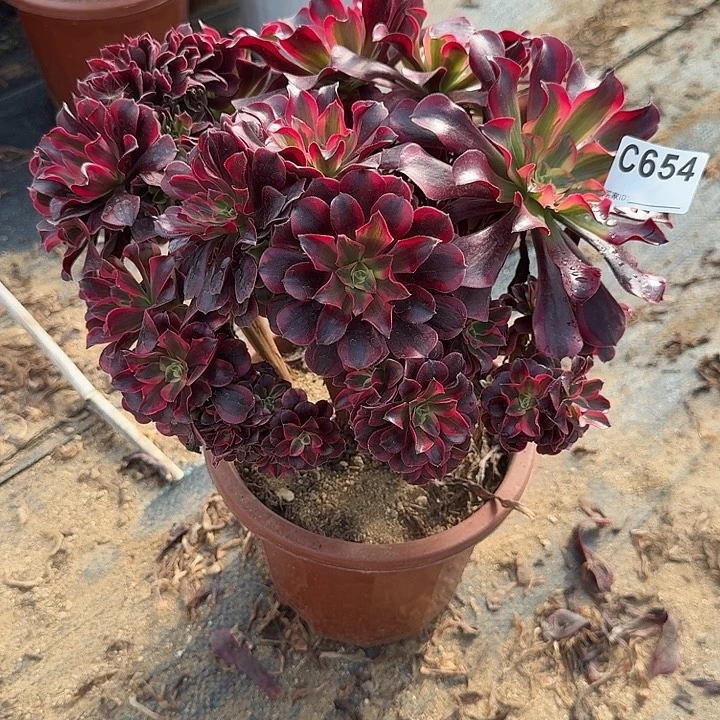 654美杜莎一颗呀呀哇