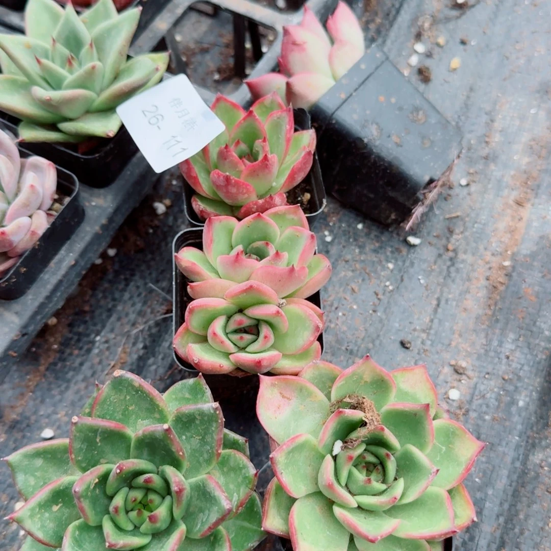 万宝龙杂交五颗量拍26-111