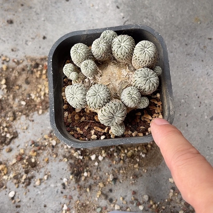 无花朵精巧丸仙人球一物一拍