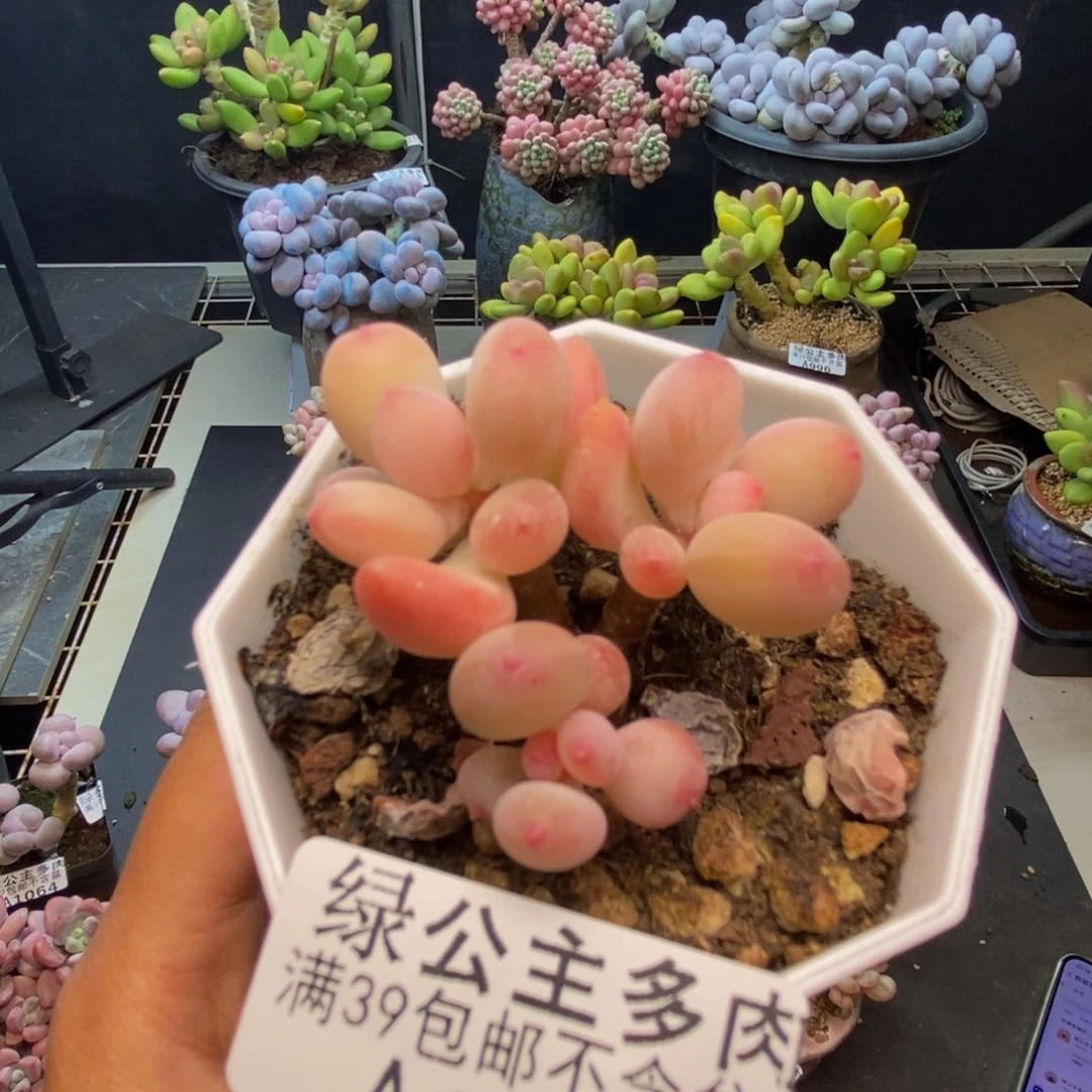 071苹果奶二代多肉4c m