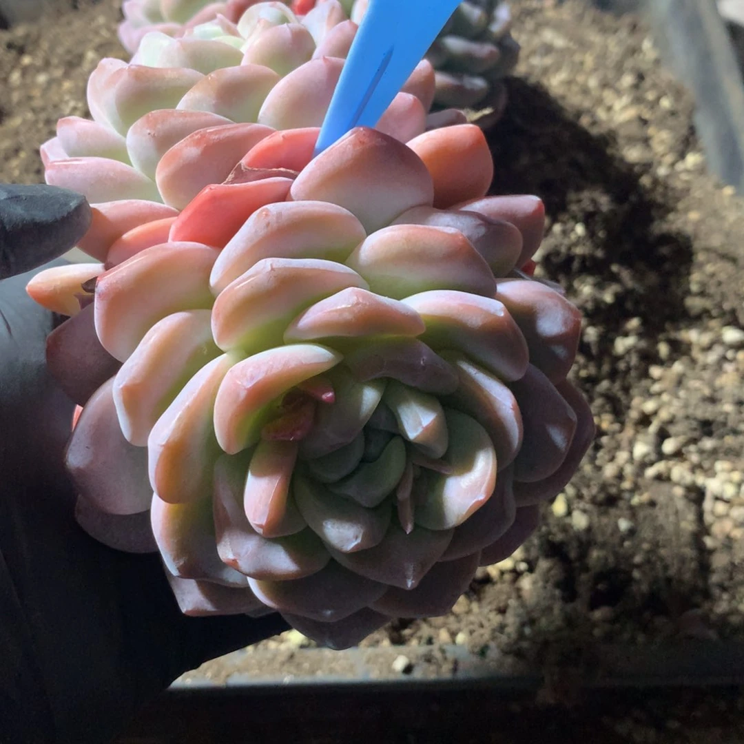 y***～350214-28冰玉3