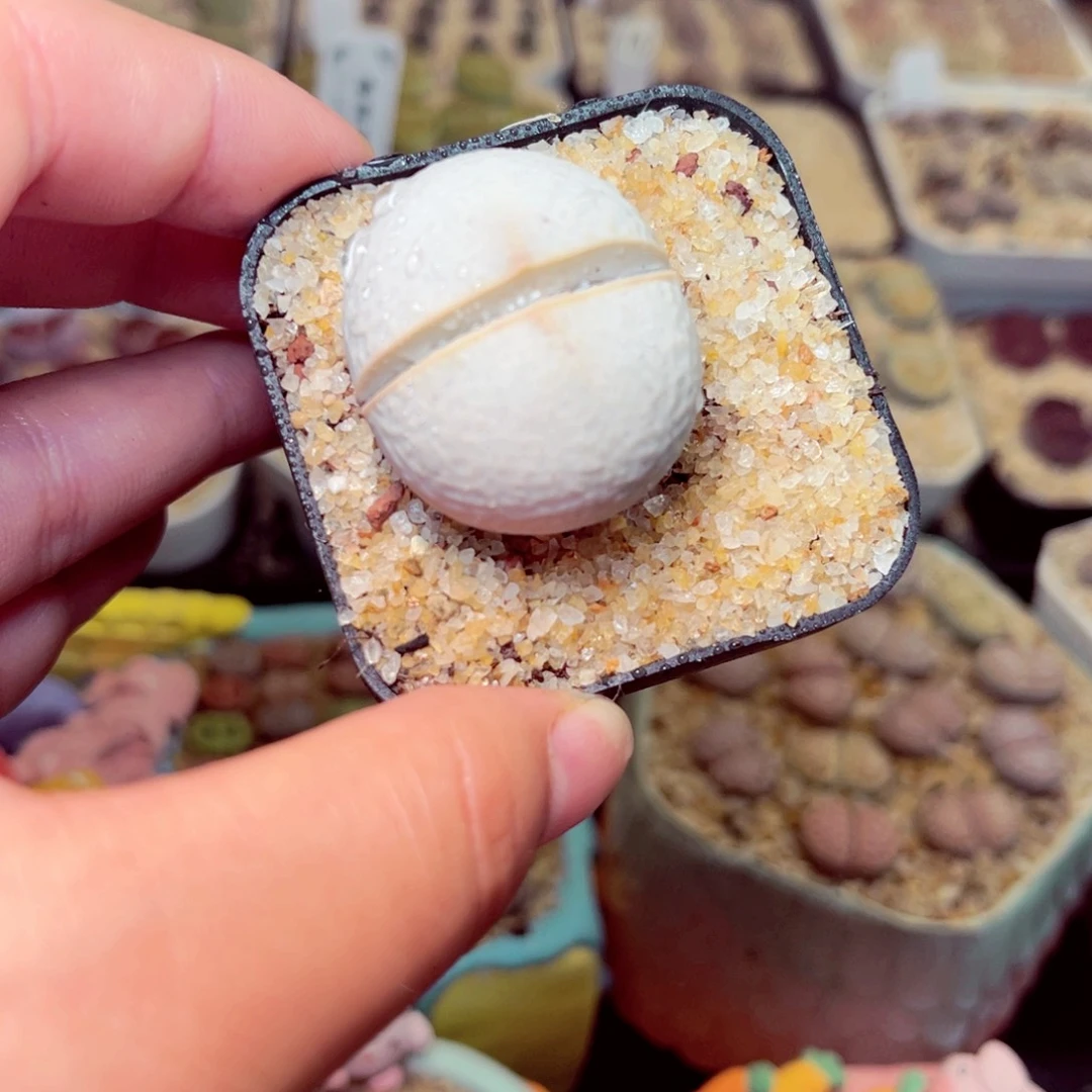 210号带盆包邮发货