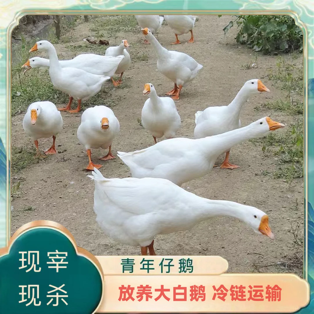 【老徐】农家放养大白鹅 2只净重10斤 现宰现杀