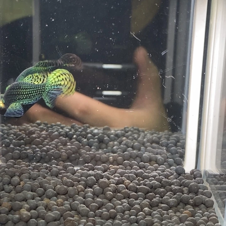 斗鱼泰国斗鱼151号