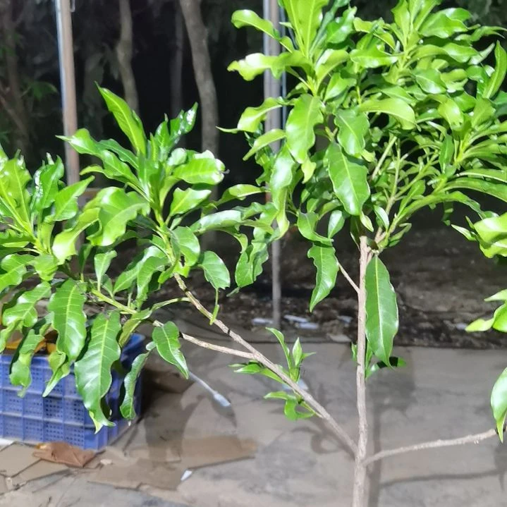 朝***雨完全开放黄晶果。。