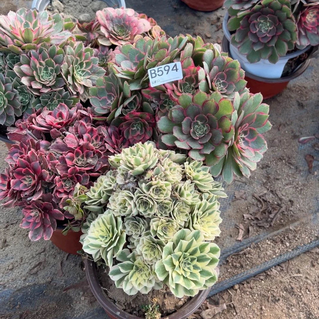 小****594五颗组合多肉植物