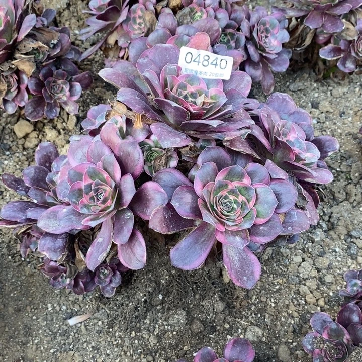 04840魅金玫瑰金多肉植物