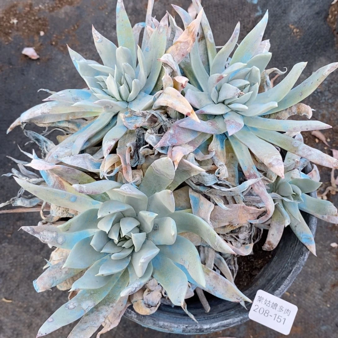 151号法瑞瑕疵瑕疵