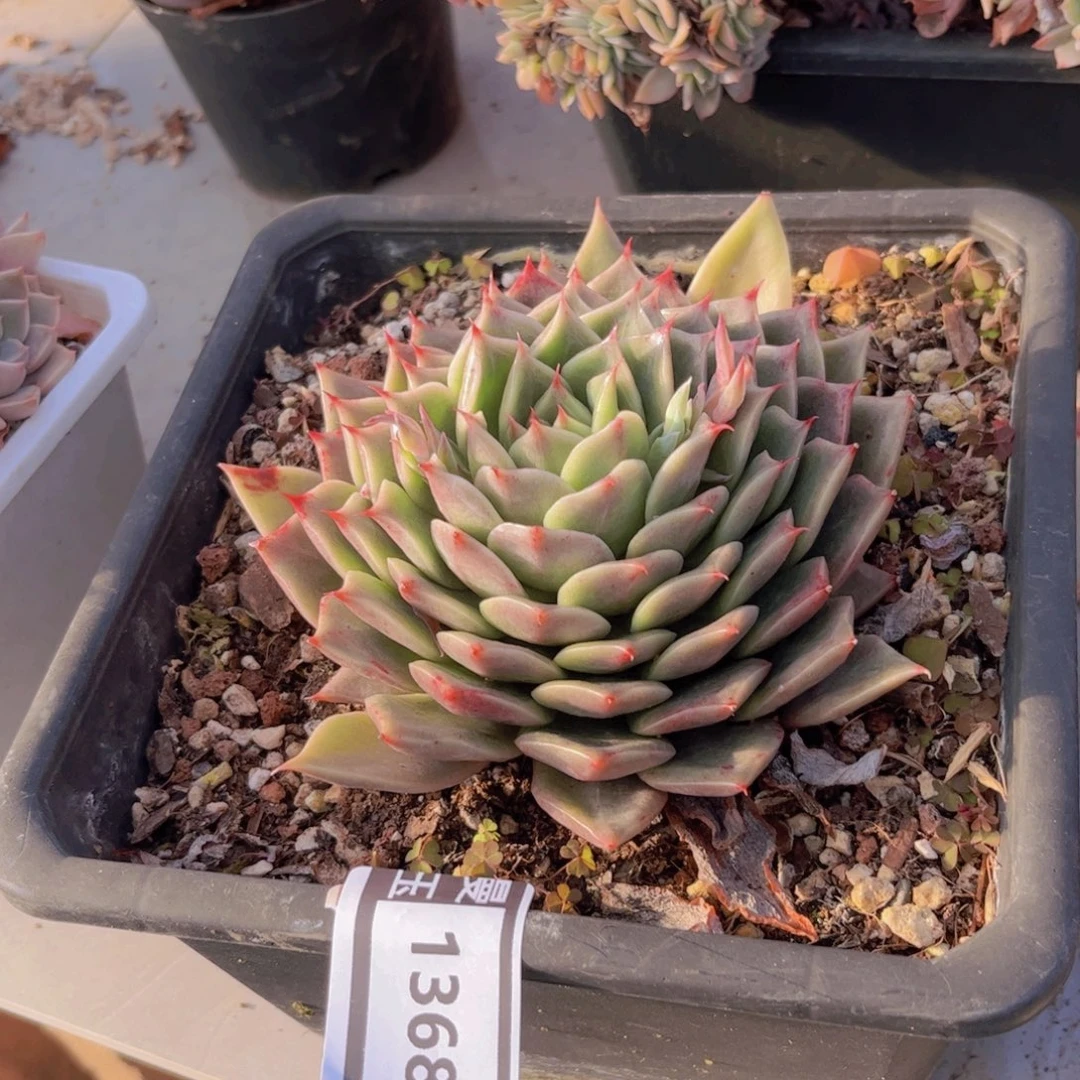 杂交多肉植物1368