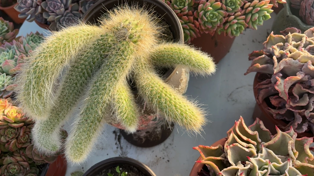 九尾狐 五条尾巴起发多肉植物