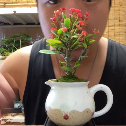 红陶一物一拍所见即所得97