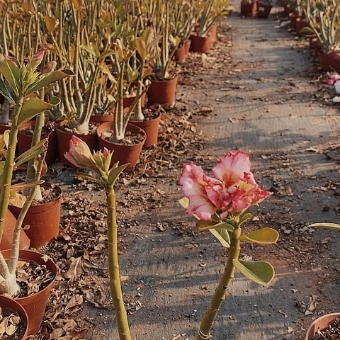 【闪购商品】花*者绿植