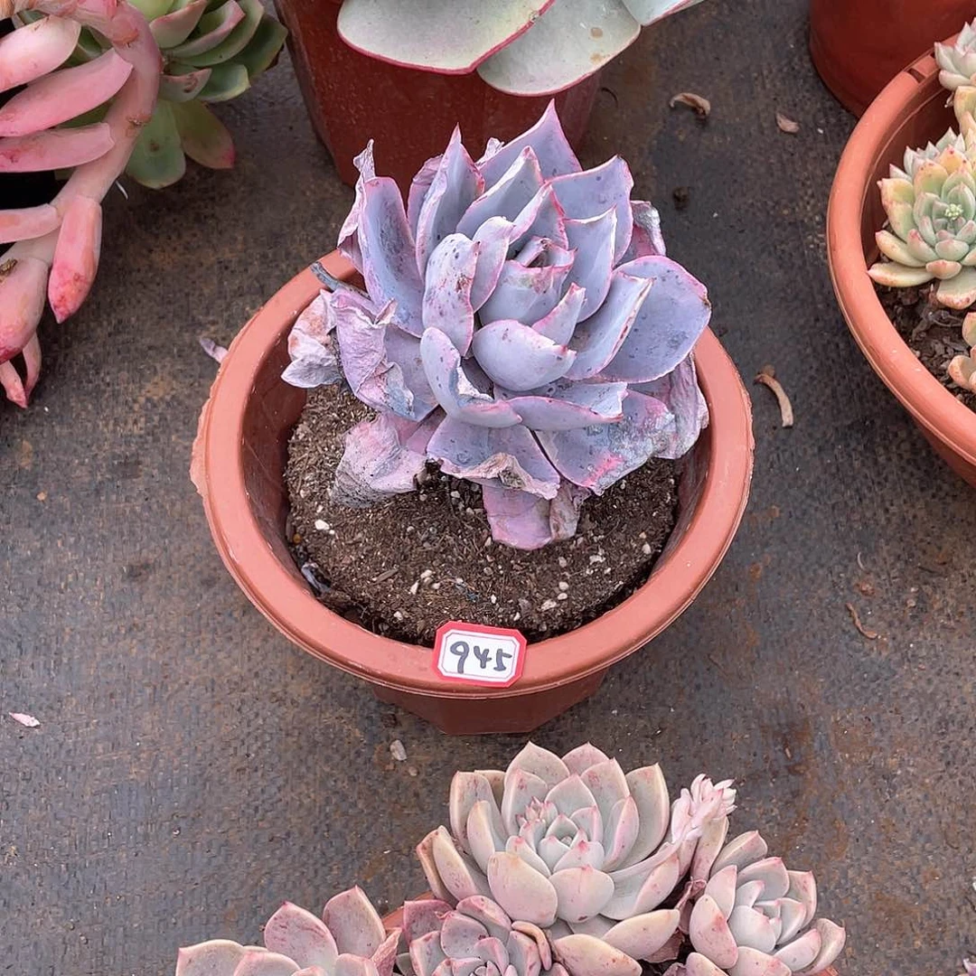 945晚霞 一物一拍多肉