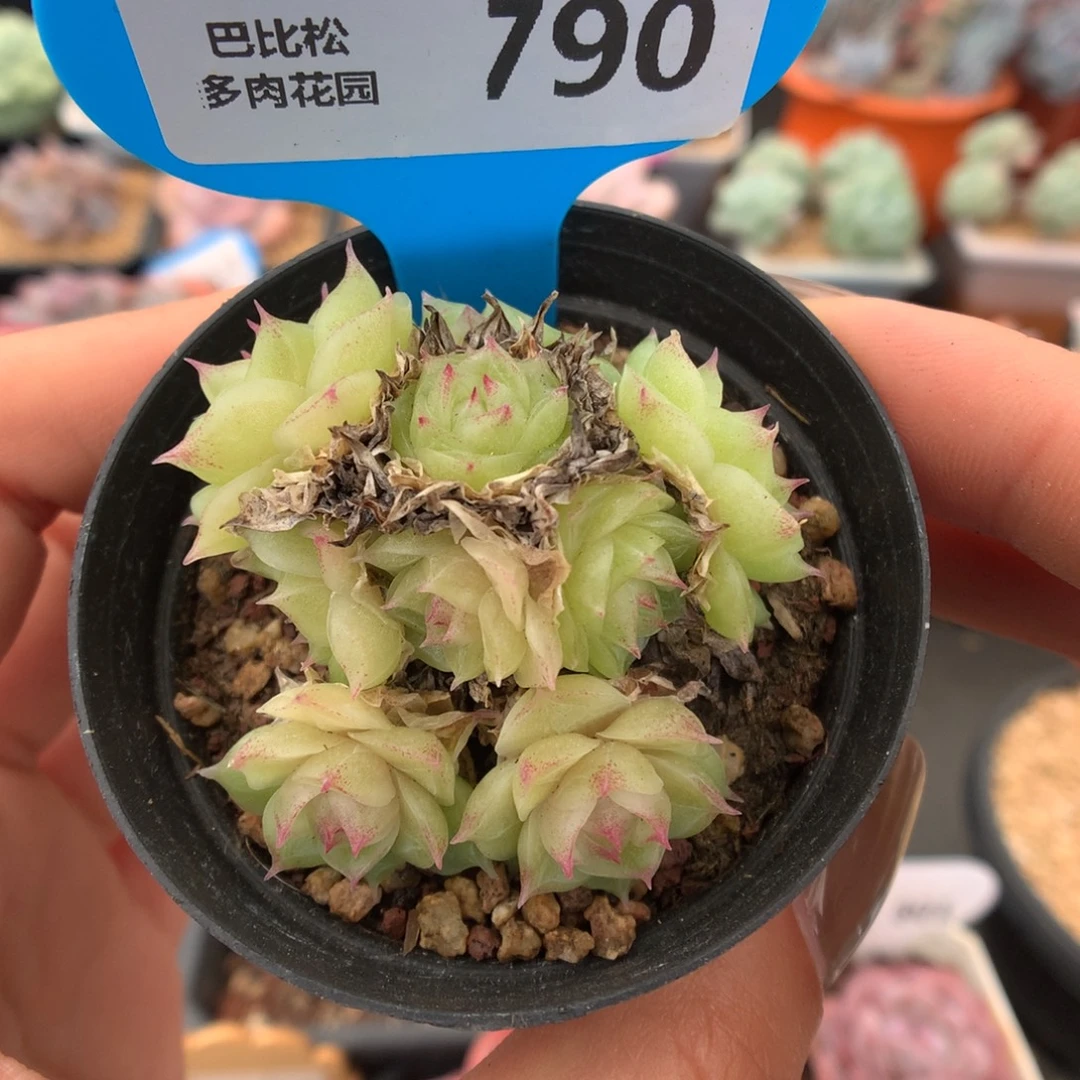 790潘多拉女王多肉植物