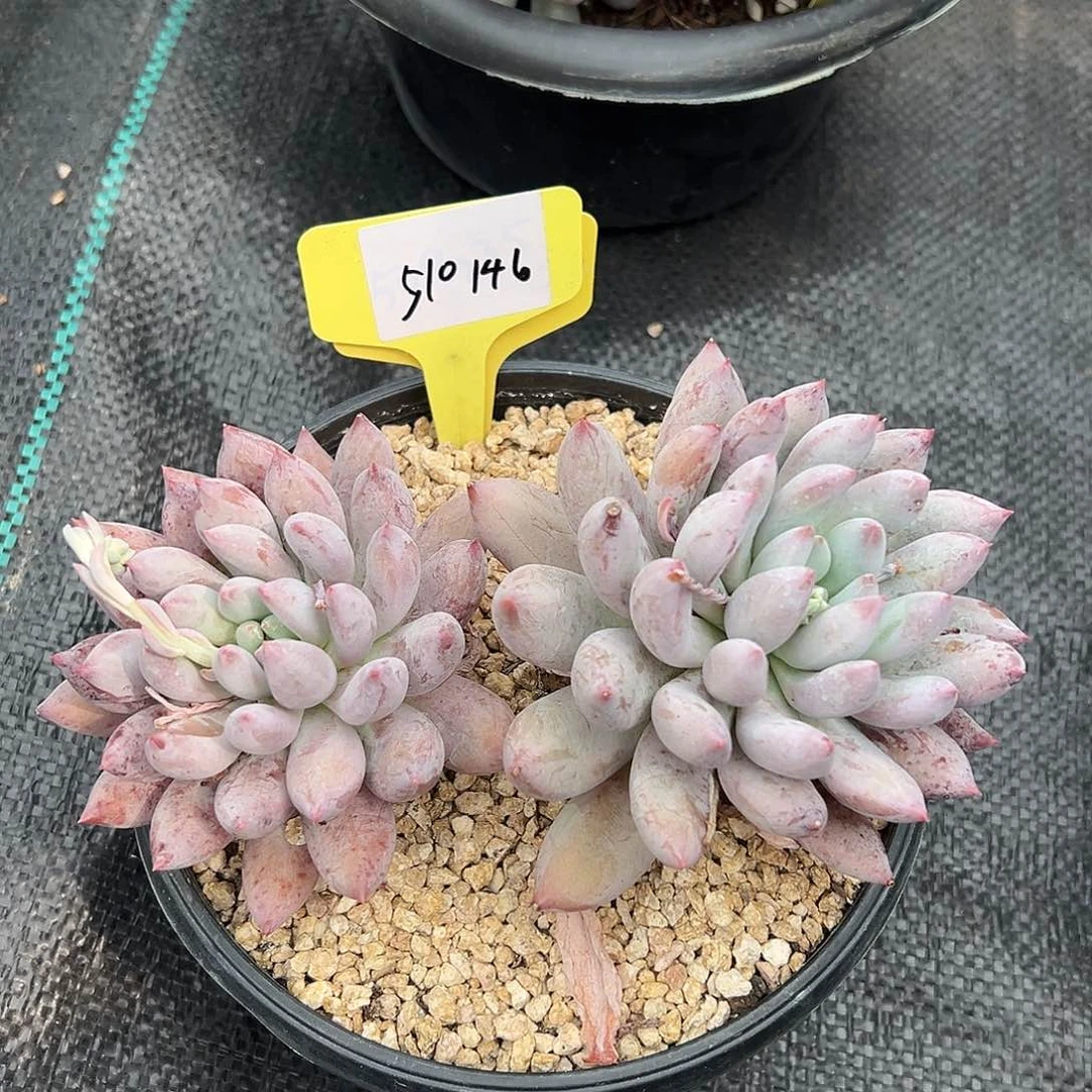 510146。紫体所罗门