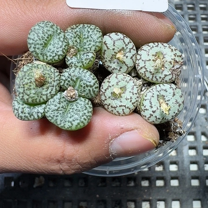 153 多肉植物多肉植物