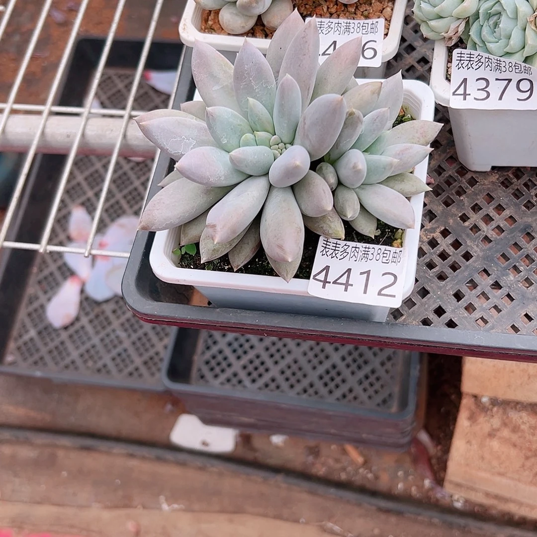 虾****无花朵多肉一物一拍植物4412