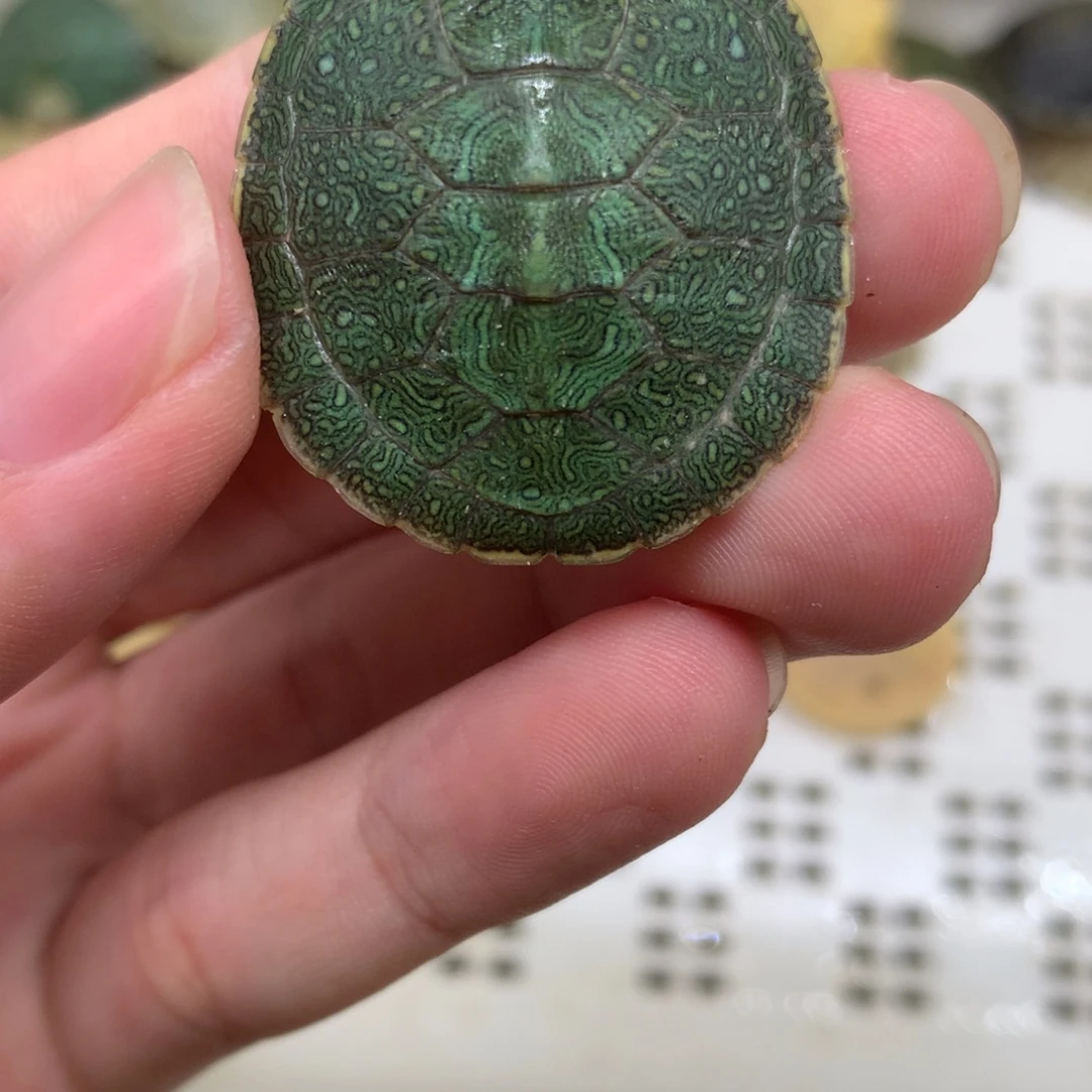 巴西彩龟母变异巴西龟