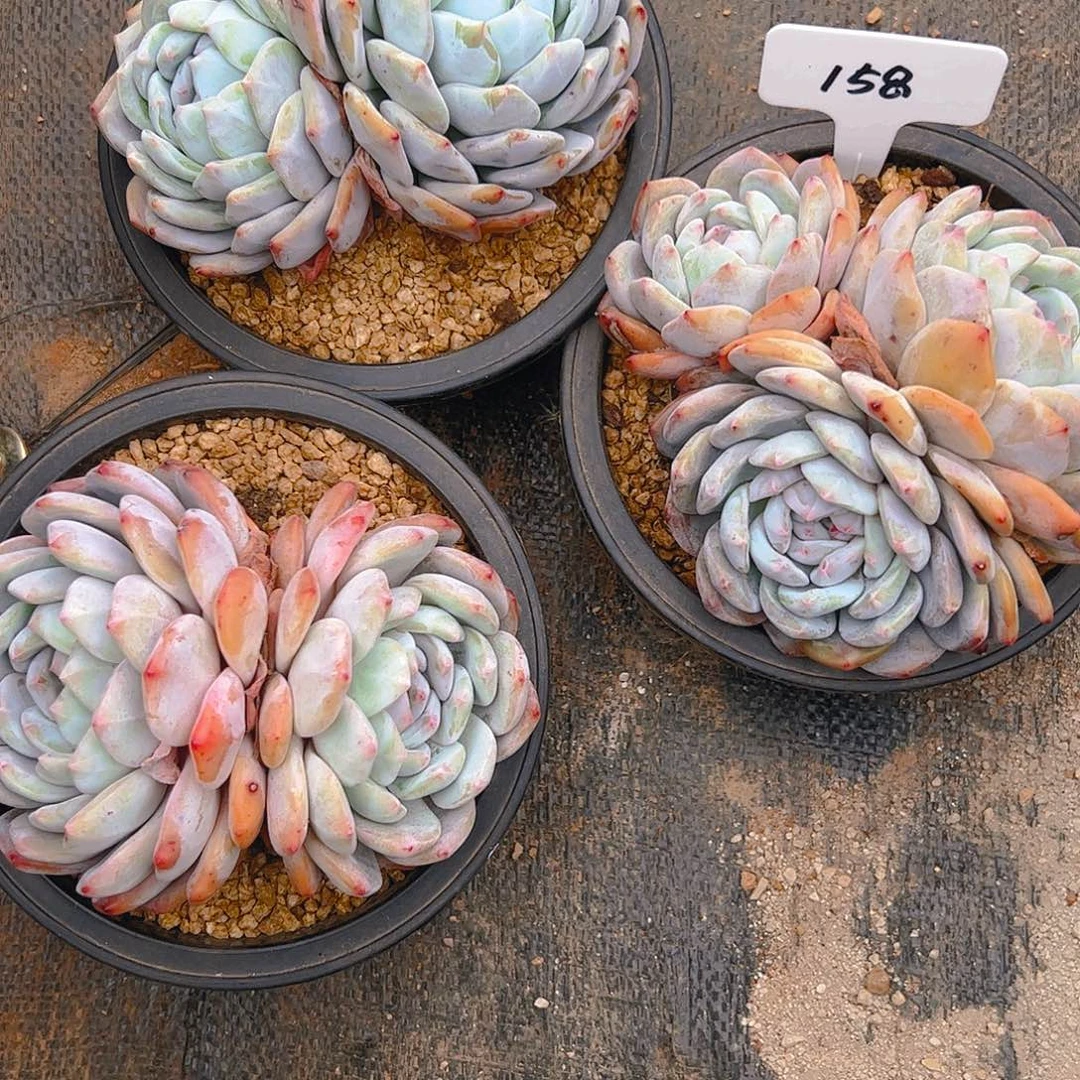 月*橙梦露三颗158号一物一拍