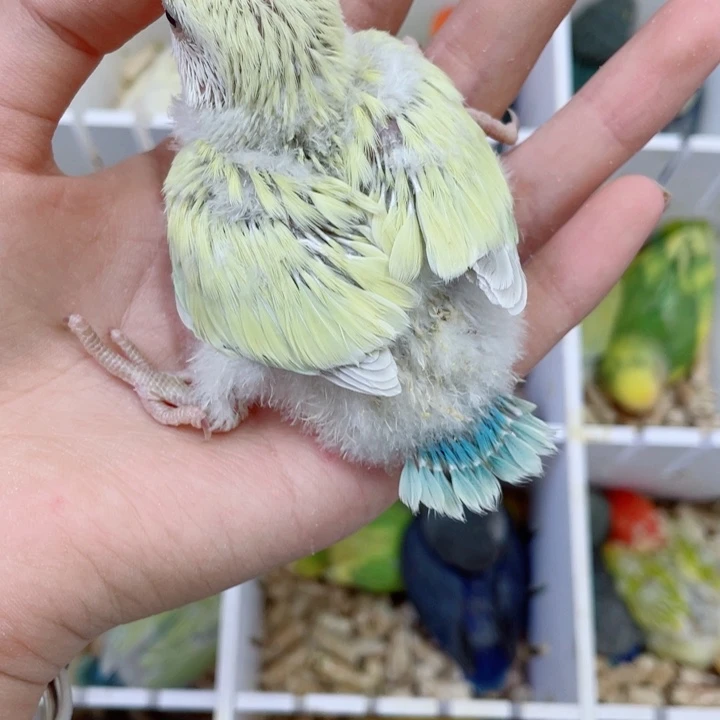 溯*牡丹半毛一只