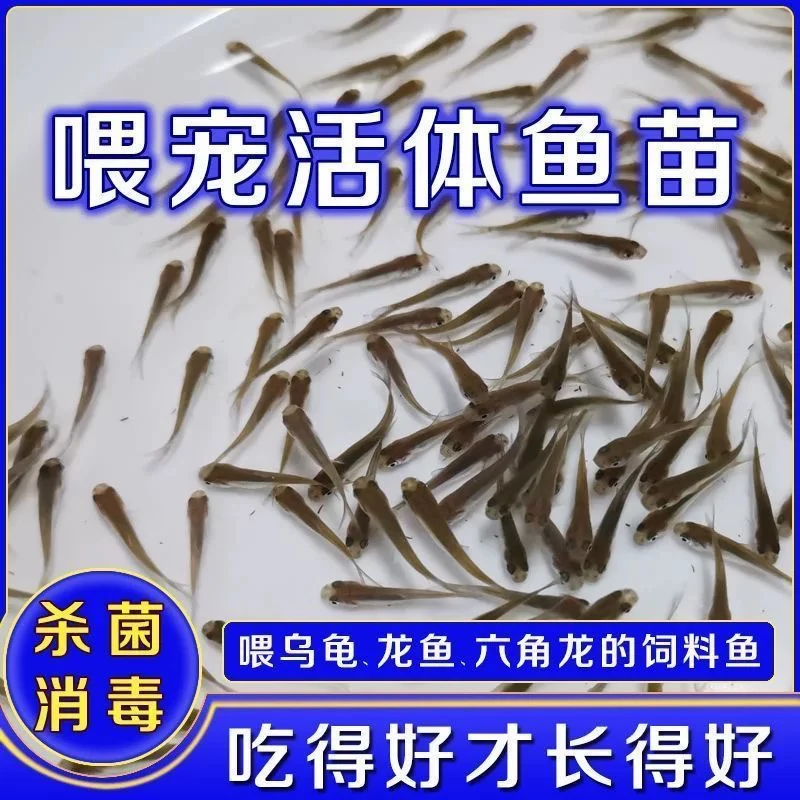 饲料鱼活鱼杂鱼麦穗鱼小鱼银龙鱼饲料开口饲料鱼淡水鱼包邮