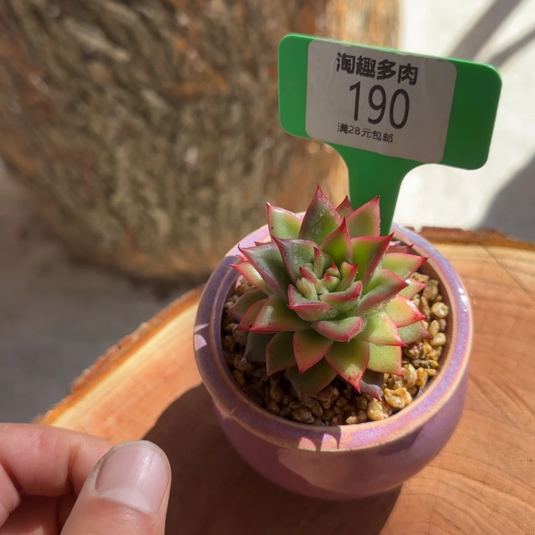 多肉植物米可单头