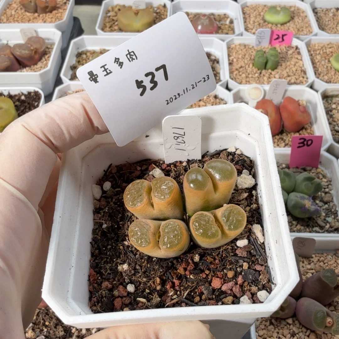 *****多肉多肉多肉11-537