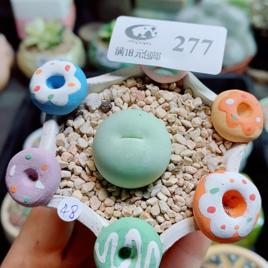 生石花花花花花花花花277