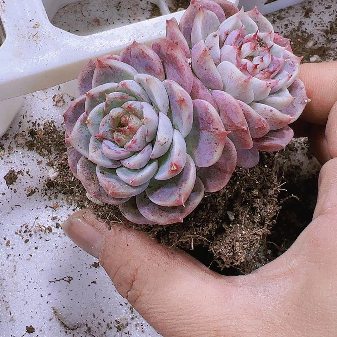 天鹅龙2个19包邮