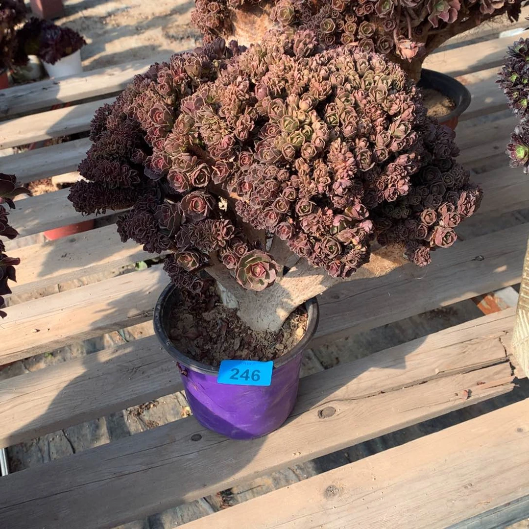 246万圣节朵朵微瑕