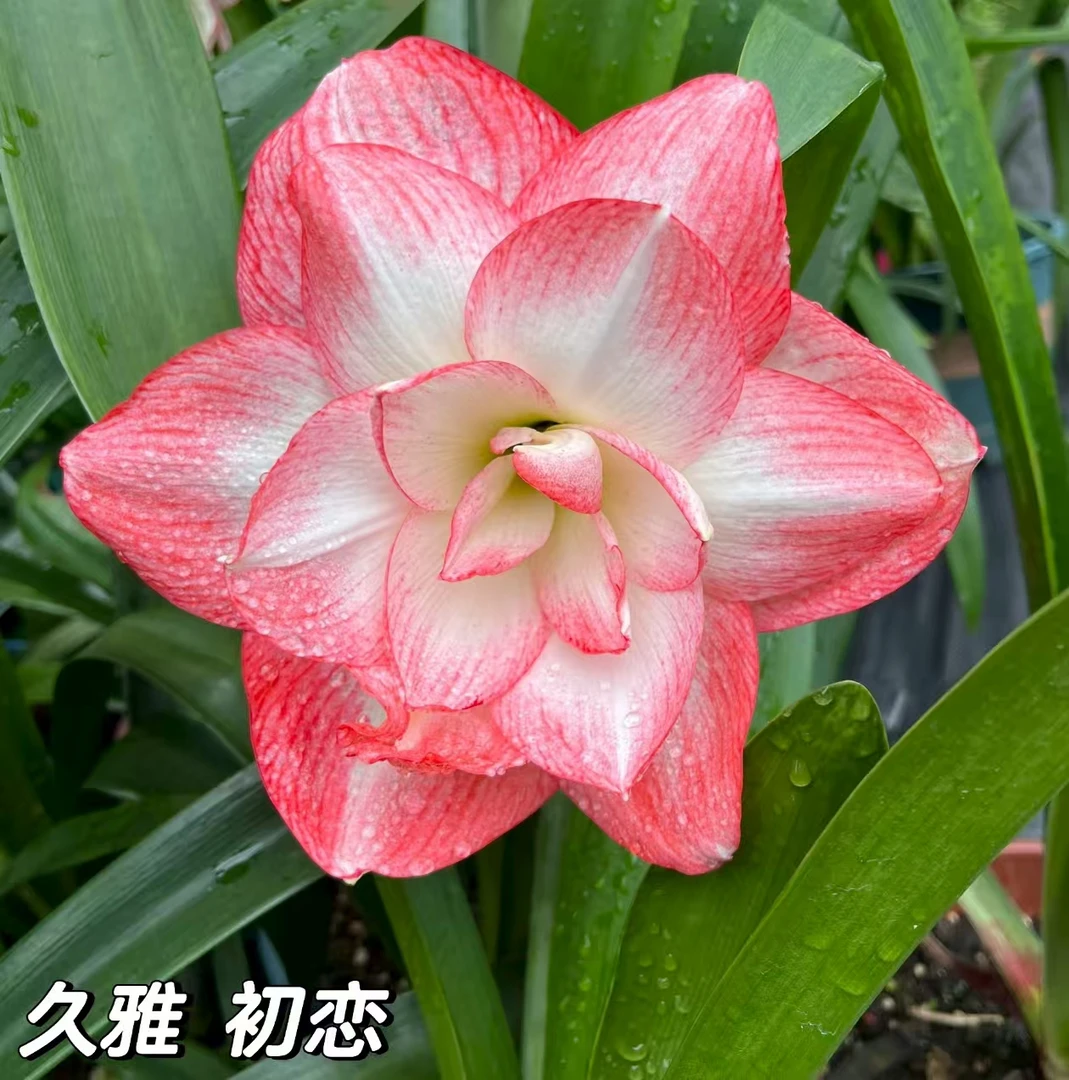 【久雅初恋～台朱】~青州品韵朱顶红台朱自然球基地组培球