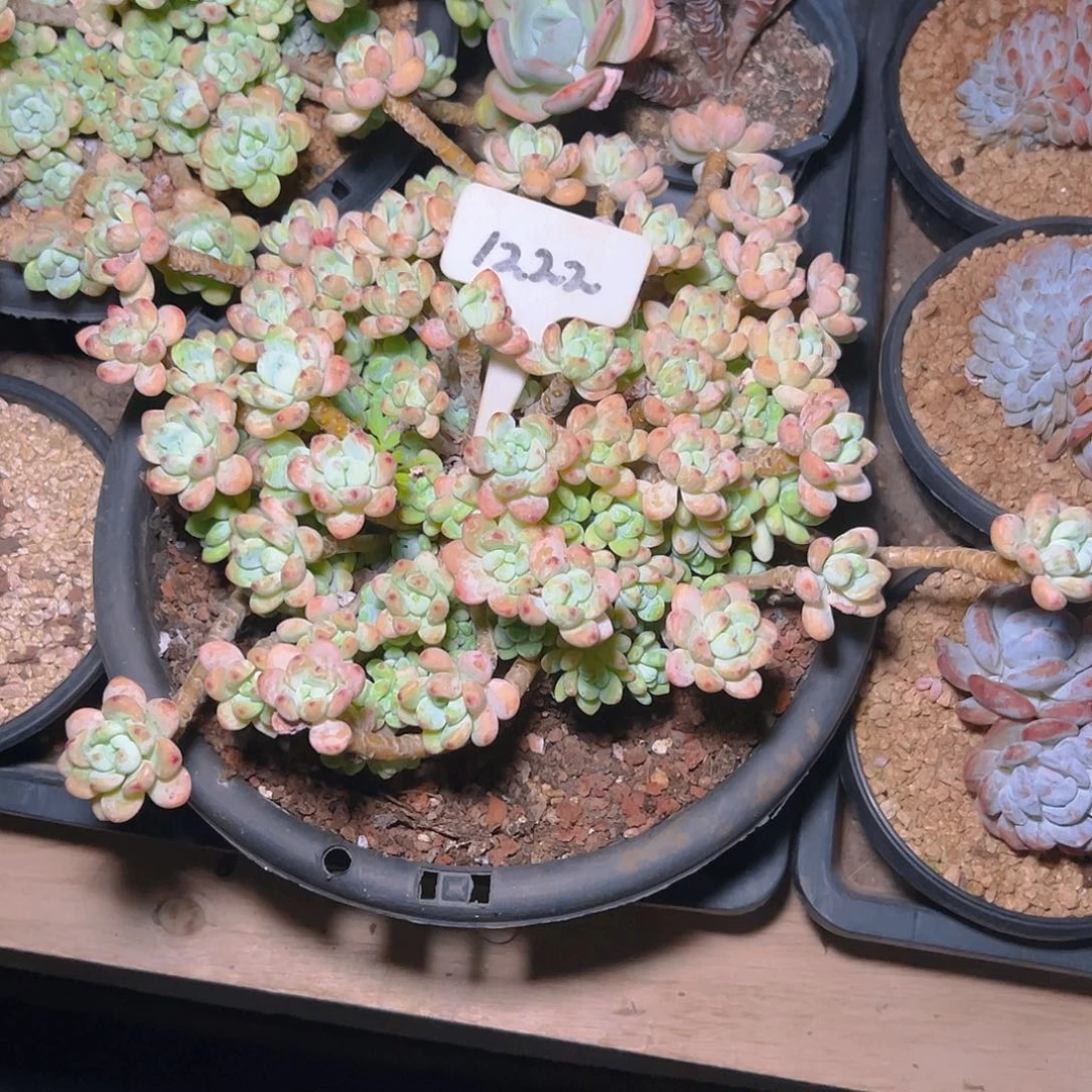 赠***深罗琦1222号一物一拍