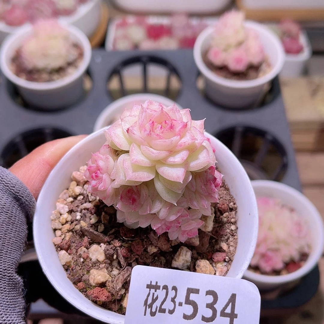 花23-534白天鹅群
