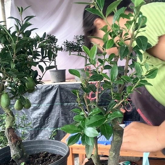 无花朵万年青葫芦。