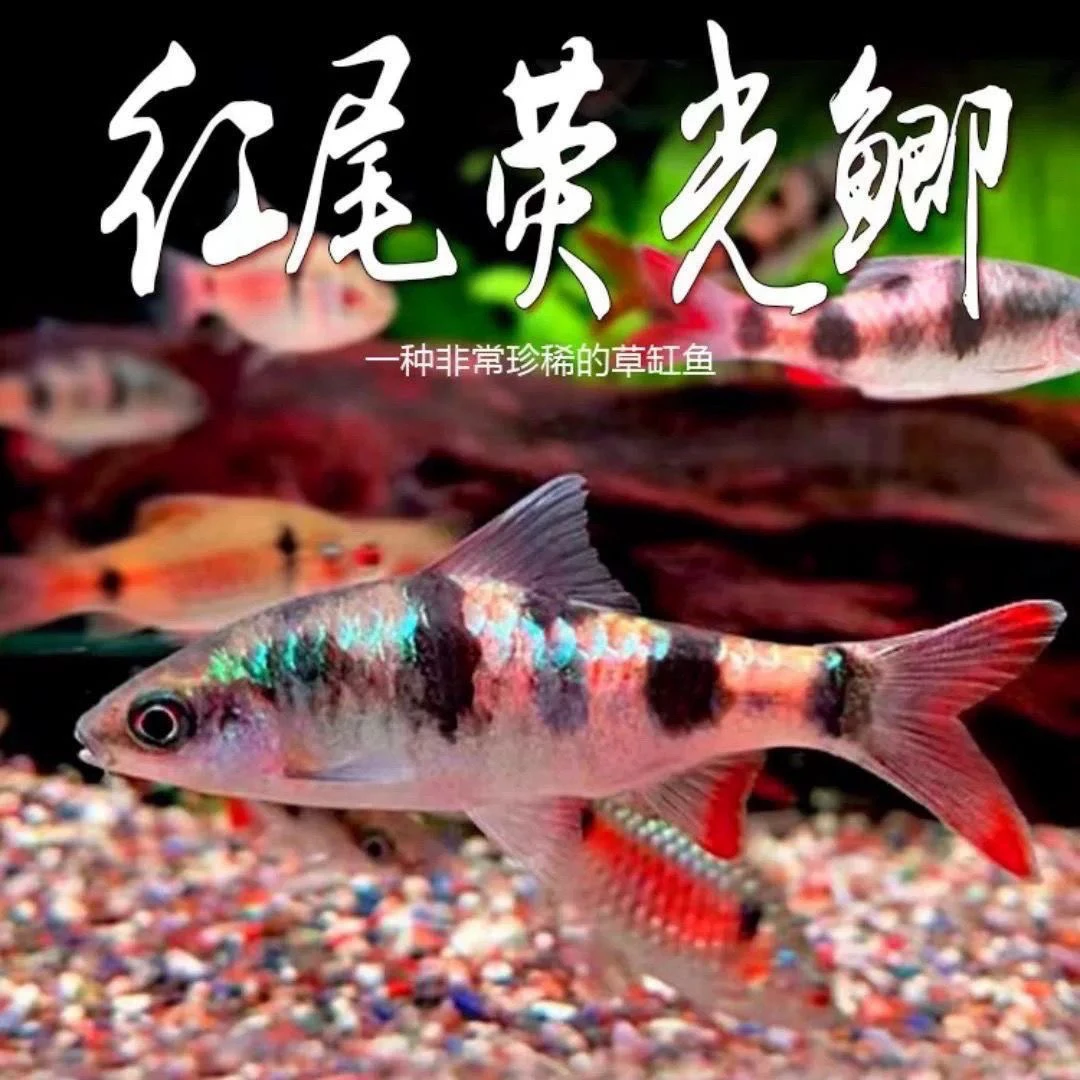 红尾绿荧光鲫鱼原生冷水鱼白子荧光鲫鱼鱼大帆熊猫鲫宝石彩虹活体