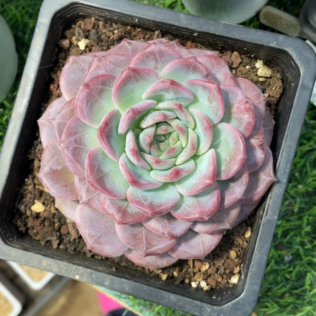 雪芙蓉冠幅11 公分一物一拍