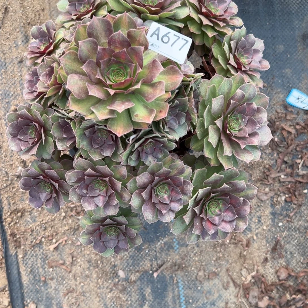 677倾城中班多肉植物